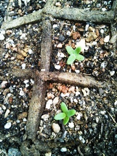 20100515iceplant