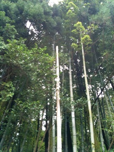 Iphone0405 041